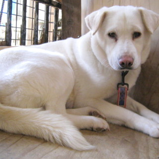 鉾田多頭崩壊70ワン里親募集 ましろ