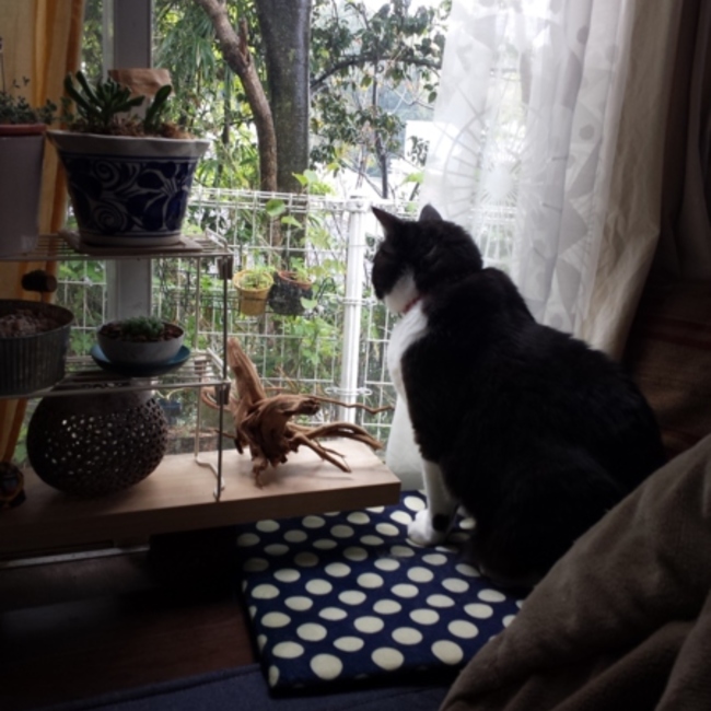 ばおばぶkaoのカバー写真