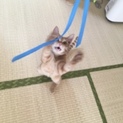 スリゴロ甘えん坊な茶トラ君です♩
