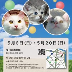 ねこざんまい譲渡会@東日本橋