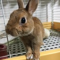ネザーランドドワーフの飼い主さん募集