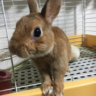 ネザーランドドワーフの飼い主さん募集