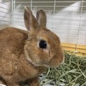 ネザーランドドワーフの飼い主さん募集 サムネイル2