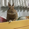 ネザーランドドワーフの飼い主さん募集 サムネイル3