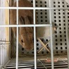 ネザーランドドワーフの飼い主さん募集 サムネイル4
