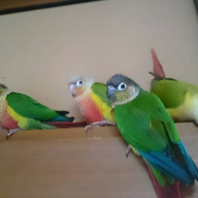 わかめうどんのカバー写真