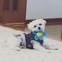 しお