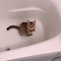 うずら