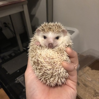 ハリネズミ♂ シナモン