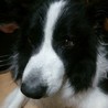 ボーダーコリー　テト　家族募集中！ サムネイル3