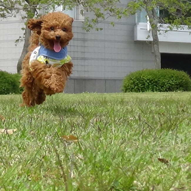 クロエままのカバー写真