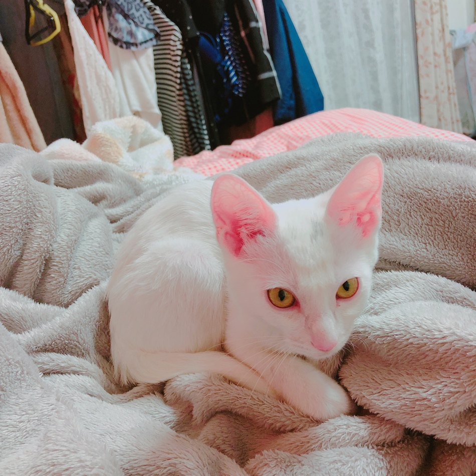 ルルのカバー写真