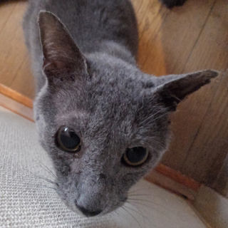 傷だらけの元ボス猫ロシアンブルー