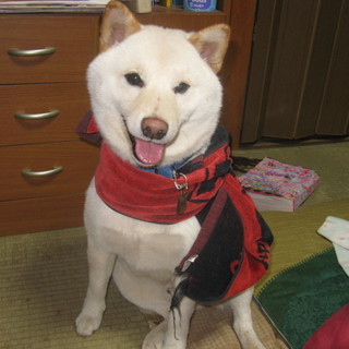 とてもフワフワ人懐っこい「白柴」去勢済血統書有