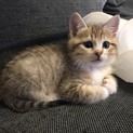 可愛い子猫の里親様を探しています。
