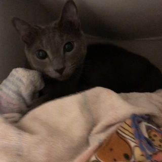 きれいなお顔のロシアンブルー男の子です◆1歳9ヶ月