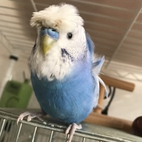 青ちゃん