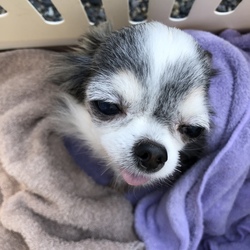 「厚かましいお願い(＞人＜;)」サムネイル1