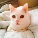 *男の子 白猫 超甘えん坊です*