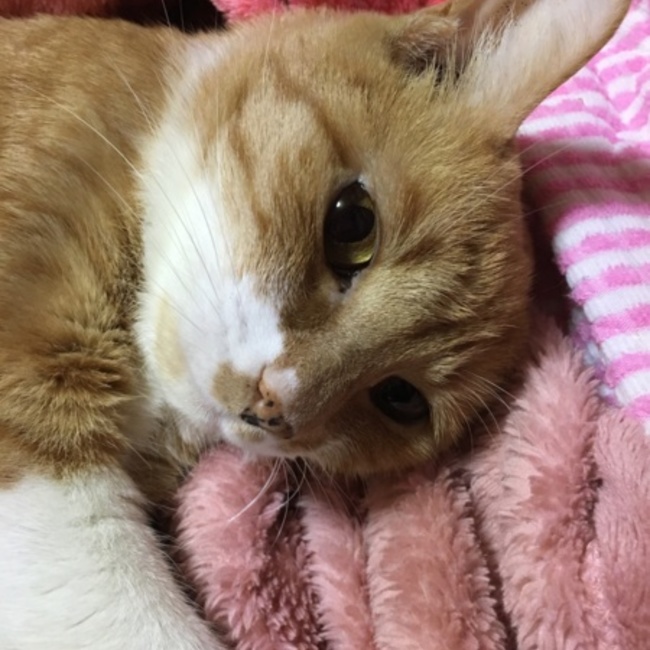 monetoile0607のカバー写真