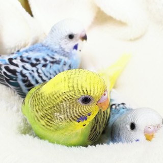 ありがとうございました。