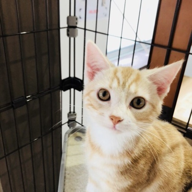 LUNAのカバー写真