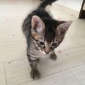 子猫の里親になって頂けませんか？