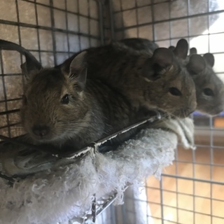 子デグー １匹、親デグー２匹