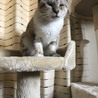 凛々しいお顔