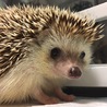 みずぴょんぴょんさん