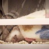 スヤァ