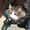 病院へ…キャリーの中で