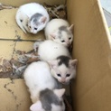 子猫ちゃん