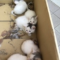 子猫ちゃん