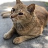 不思議っち
