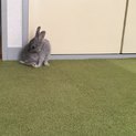 ミニウサギ！小さいけどトイレの使い方も分かります！