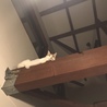うちの梁の上。ここで一緒に遊んでくれる子分がいたらなー。