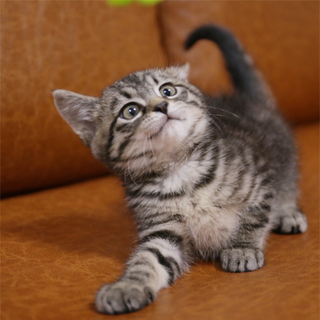 生後１ヶ月～２ヶ月弱のキジトラちゃん