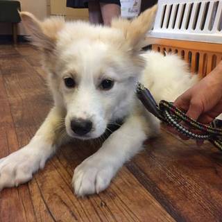 子犬ちゃんの家族を探しています