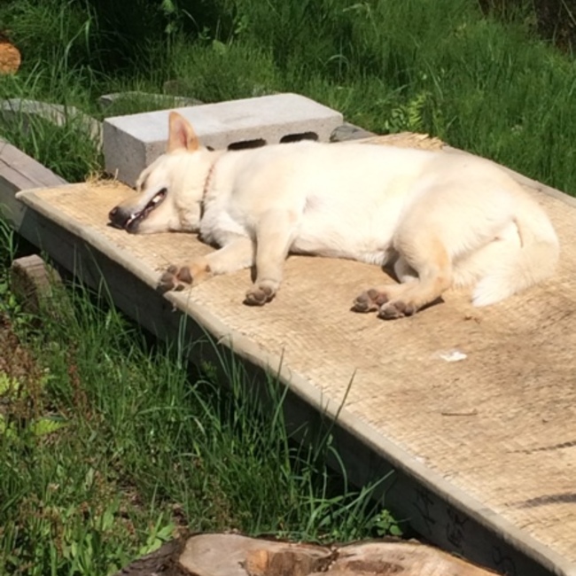 孤高の狼のカバー写真
