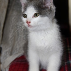 日々大きくなりすぎる子猫