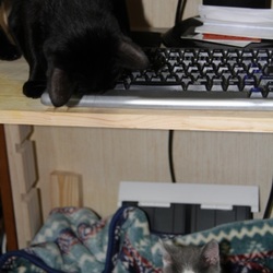 「日々大きくなりすぎる子猫」サムネイル2