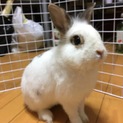 うさぎ オス