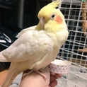 オカメインコ オス(停止