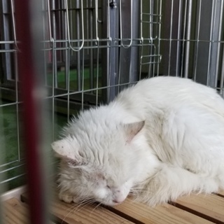 里親様決定❤  ありがとうございました