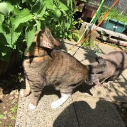 「中指！見落としてました ∑(ﾟДﾟ)」サムネイル3