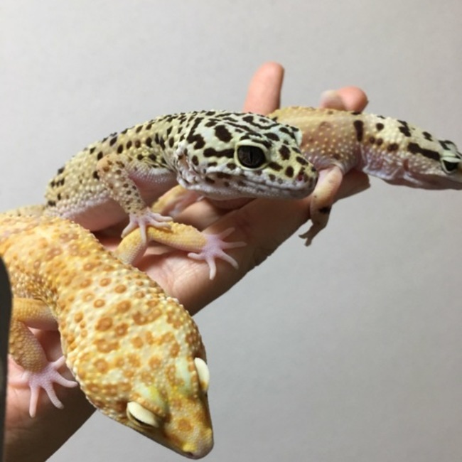 となりのともものカバー写真