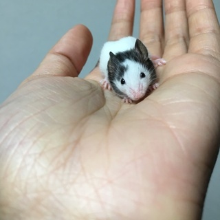 パンダマウス 5匹