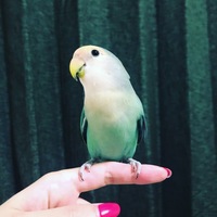 ちゃちゃまる