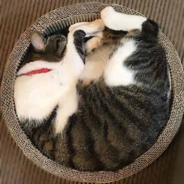 爪とぎサークル大好きにゃ